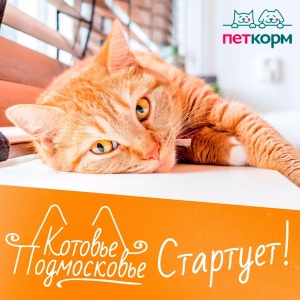 Комитет по туризму запустил супер-конкурс с призами «КотовьеПодмосковье» Комитет по туризму запустил супер-конкурс с призами «КотовьеПодмосковье»