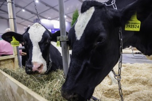 В Московской области определили восемь фермеров — получателей грантов «Агростартап» 