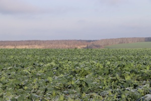 Озимые культуры