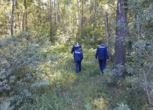 С начала 2017 года спасатели Московской области вывели из леса 153 заблудившихся