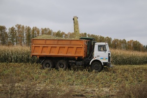 В Московской области отмечается положительная динамика по валовому сбору ключевых сельскохозяйственных культур. Значительно увеличены показатели по зерновым и зернобобовым, картофелю и овощам.