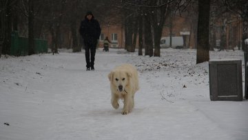 Карантин по бешенству установили на некоторых территориях Серебряных Прудов Карантин по бешенству установили на некоторых территориях Серебряных Прудов