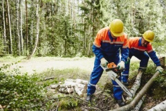 В рамках подготовки к ОЗП в Подмосковье расчищено 3,5 тысячи га просек линий электропередачи В рамках подготовки к ОЗП в Подмосковье расчищено 3,5 тысячи га просек линий электропередачи