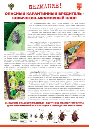 ВНИМАНИЕ! ОПАСНЫЙ КАРАНТИННЫЙ ВРЕДИТЕЛЬ – КОРИЧНЕВО-МРАМОРНЫЙ КЛОП!