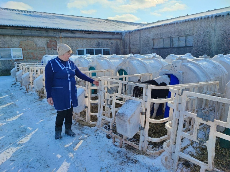 В ООО «Клемово» – самая высокая сохранность молодняка крупного рогатого скота В ООО «Клемово» – самая высокая сохранность молодняка крупного рогатого скота