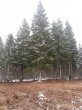 В Московской области обеспечили электроснабжение места вырубки Кремлевской ели В Московской области обеспечили электроснабжение места вырубки Кремлевской ели