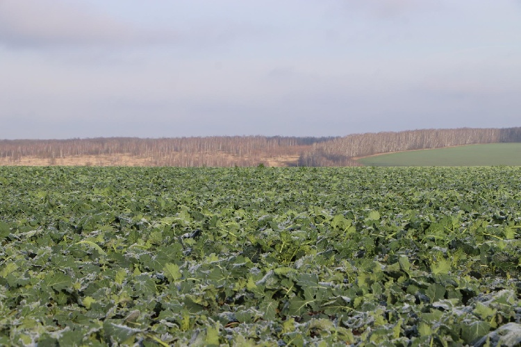 Озимые культуры