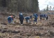 Энергетики Подмосковья высадили 7 тысяч саженцев сосны в рамках акции «Лес Победы» Энергетики Подмосковья высадили 7 тысяч саженцев сосны в рамках акции «Лес Победы»