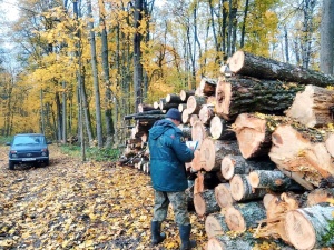 В Серебряных Прудах выполнили сплошную санитарную рубку 