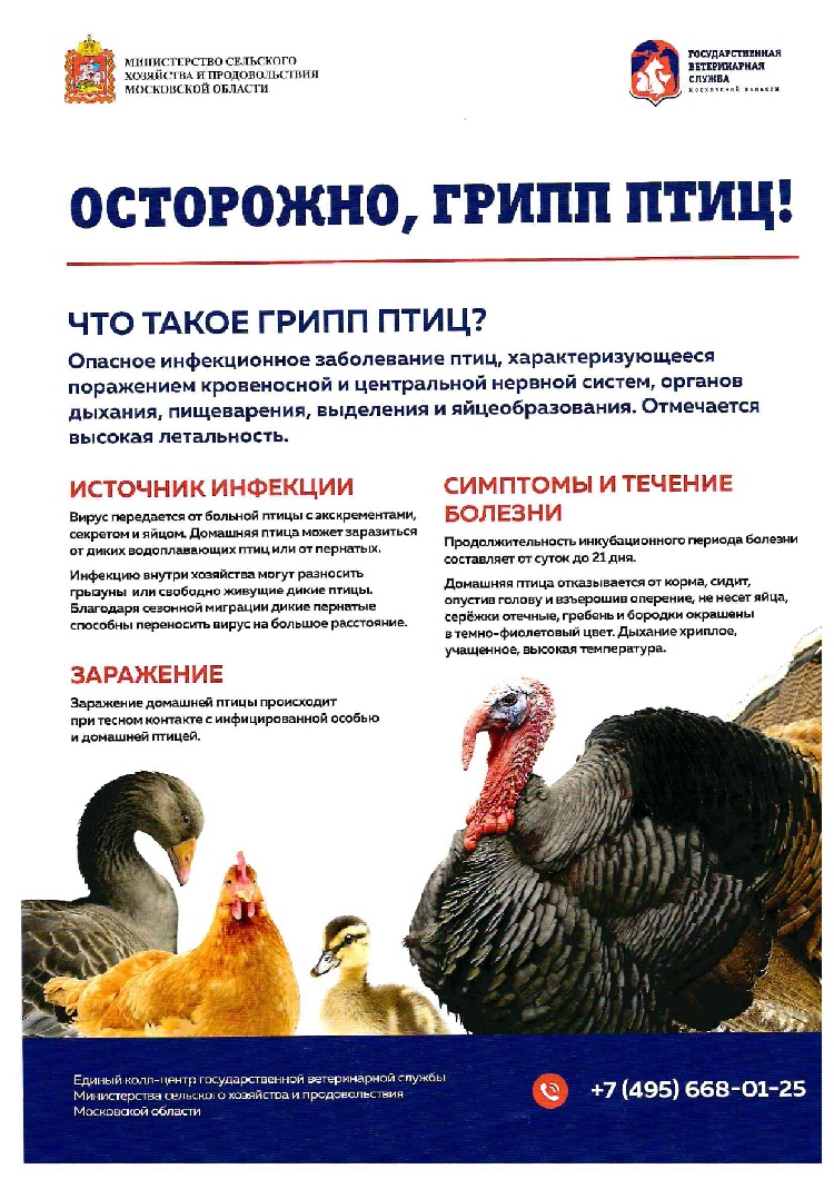 Осторожно - грипп птиц! Осторожно - грипп птиц!