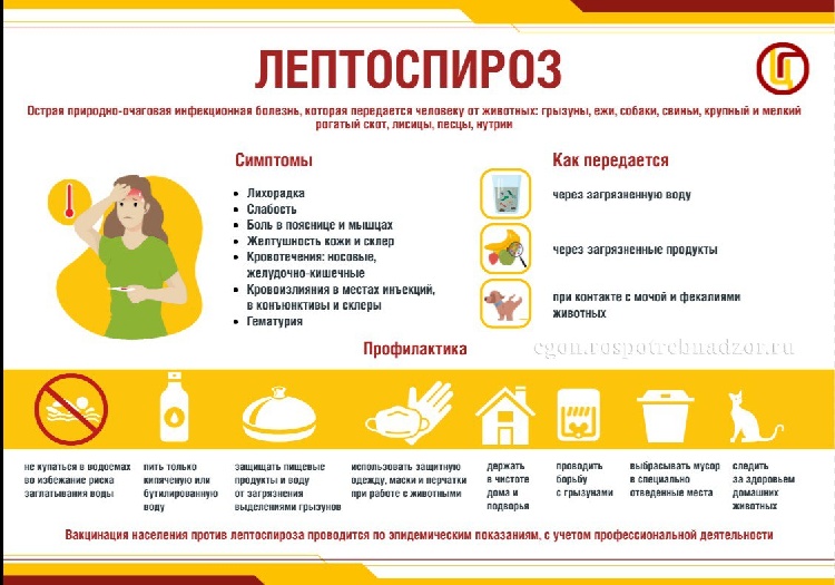 Лептоспироз Лептоспироз
