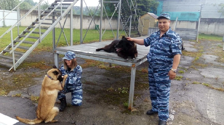 Кинологическая группа появилась в отделе полиции в Серебряных Прудах Кинологическая группа появилась в отделе полиции в Серебряных Прудах