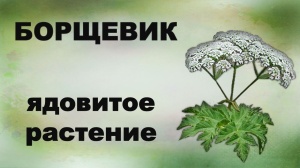 Муниципальный земельный контроль информирует Борьба с борщевиком Сосновского