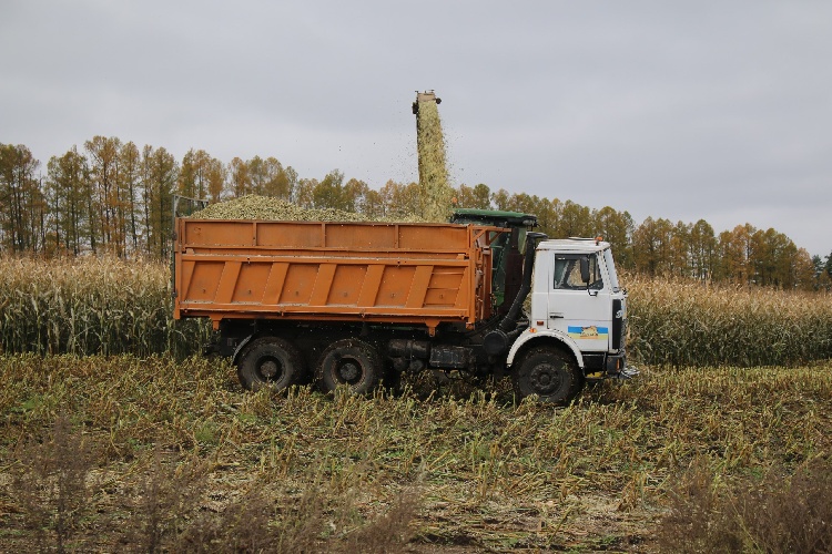 В Московской области отмечается положительная динамика по валовому сбору ключевых сельскохозяйственных культур. Значительно увеличены показатели по зерновым и зернобобовым, картофелю и овощам.