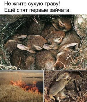Не жгите сухую траву!