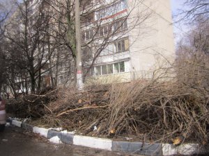Госадмтехнадзор выявил в Жуковском опиловку с нарушениями