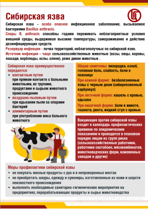 Сибирская язва – особо опасное инфекционное заболевание, вызываемое бактериями Вacillus anthracis.